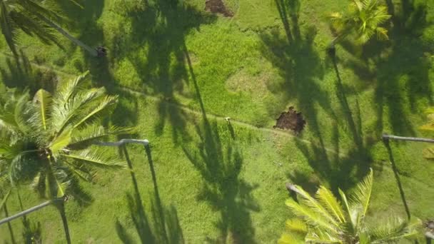 Aerial Top Unrecognizable Young Woman Yellow Dress Walking Grassy Footpath — Stock Video