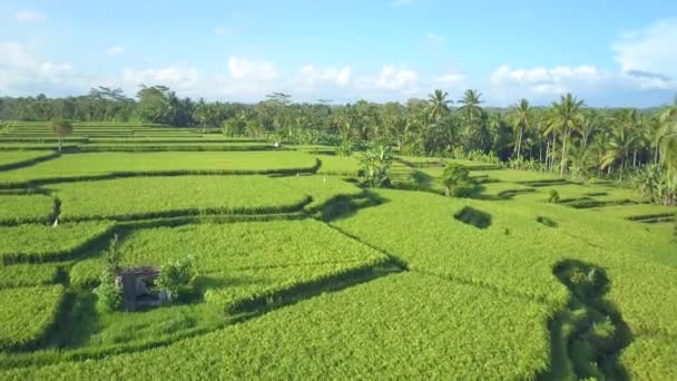 Antenne Hautnah Einem Sonnigen Und Nebligen Sommermorgen Über Wunderschönen Reisfeldern — Stockvideo