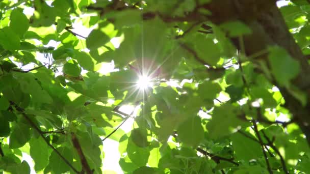 Slow Motion Close Zonnestralen Schijnt Door Weelderige Groene Bladeren Takken — Stockvideo