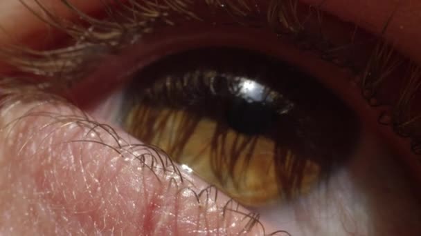 Cerrar Macro Detalle Del Ojo Marrón Hembra Brillando Bajo Sol — Vídeo de stock