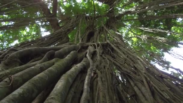 Ângulo Baixo Fechar Lianas Lenhosas Penduradas Grande Árvore Antiga Selva — Vídeo de Stock