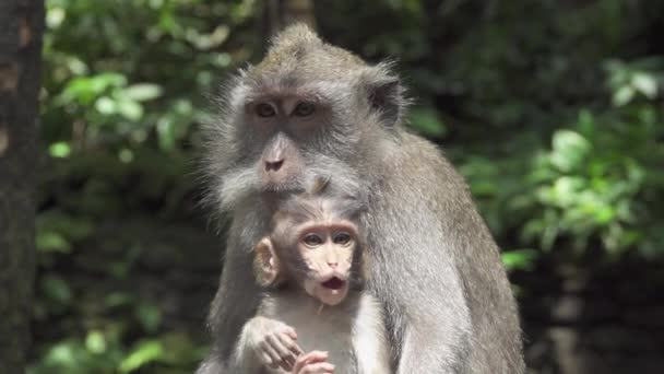 可爱的小猴子和他的母亲在阳光明媚的猴林乌布的肖像 巴厘岛 印度尼西亚 美丽的猕猴家庭在野外 婴儿和女性马卡卡休息在郁郁葱葱的绿色丛林 — 图库视频影像