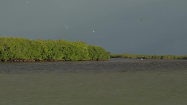 暴風雨の前に日当たりの良い夜を見事にリオ Lagartos ラグーンで水面上空を飛んでいるカモメ 日の出 ユカタン メキシコの美しいマングローブの泥だらけの川の上を滑空するカモメ — ストック動画
