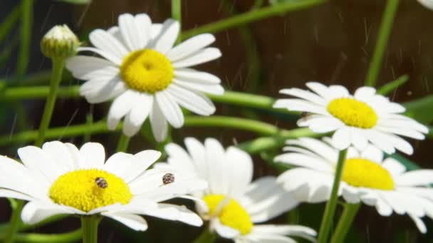 Ağır Çekim Yakın Kadar Dof Taze Yağmur Beyaz Papatya Çiçekleri — Stok video
