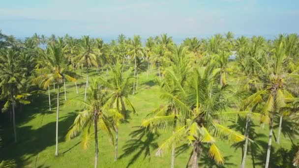 Aerial Close Flying Lush Palm Tree Canopies Overlooking Blue Ocean — Stock Video