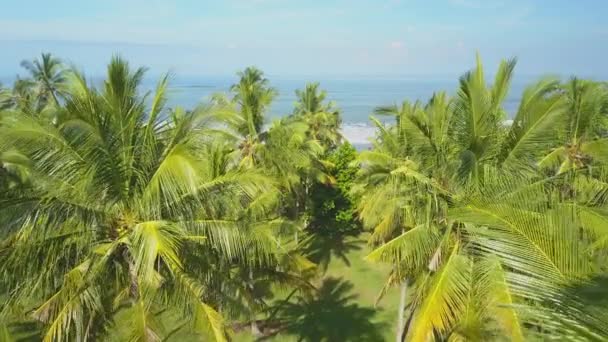 Antenowe Zbliżenie Latające Nad Drzewa Palmowego Bujnego Rolety Widokiem Błękitną — Wideo stockowe