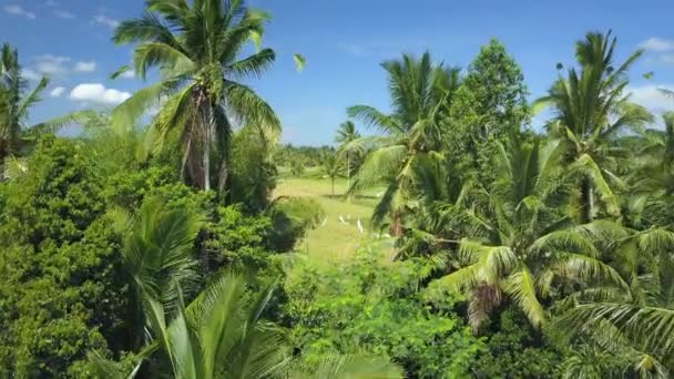 Tiro Apertura Aerial Volando Sobre Palmeras Coco Revelando Las Tierras — Vídeo de stock