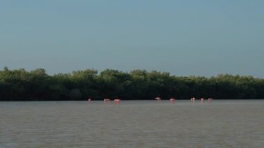Güzel pembe flamingolar güneşli Rio Lagartos lagün, Meksika yemyeşil mangrov orman çevrili büyük bir sürü. Tropikal leylekgiller kuşlar mudflat besleme duran küçük karides ve denizde balık üzerinde