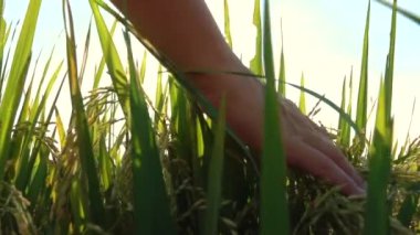 Ağır çekim yakın Up, Lens Flare: güzel dokunaklı el muhteşem altın ışık doğarken bitkiler pirinç. Pirinç bitkileri organik tarım Asya üzerinde büyüyen sevecen bir kadın. Gün batımında sallanan pirinç yaprakları