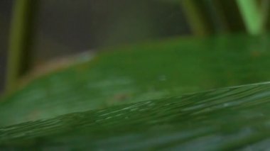 Ağır çekim makro yakın kadar gür yeşil aşağı düşen yağmur damlaları yaprak sırasında ağır yaz muson yağmur ormanlarında palmiye. Üzerine sıçramasına Waterdrops fırtına sırasında bırakır. Bahçe bitki üzerinde dökülen yağmur
