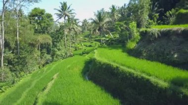 Hava kapatmak kadar uçan kapatmak dalgalı yeşil pirinç terasları ve Hindistan cevizi palmiye ağaçları Tegallalang, Bali, Endonezya bir tepe üzerinde yukarıda. Geleneksel pirinç büyüyen plantasyon alanda inanılmaz pirinç terasları