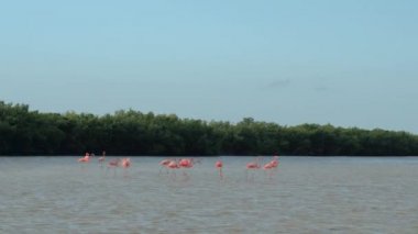 Pembe flamingolar büyümüş mangrov bataklık içinde güneşli Rio Lagartos lagün, Meksika sığ suda yiyecek ararken çarpıcı bir grup. Vahşi flamingoları gölet ve göllerde yosun yiyen bir çamurlu nehir Haliç
