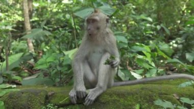 Yakın: papaya yemek tatlı yetişkin omnivores uzun kuyruklu maymun yoğun büyümüş ormanda bırakır. Yosunlu taş üzerine oturan ve kutsal maymun orman Ubud, Bali, Endonezya gıda çiğnemek vahşi makak.