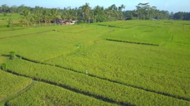 Hava inanılmaz geniş çeltik güneşli Ubud Köyü, Bali, Endonezya yukarıda uçan. Yemyeşil yeşil pirinç terasları saç ekimi alanı tropikal adada ormanda yürürken tanınmaz halde kadın çiftçi
