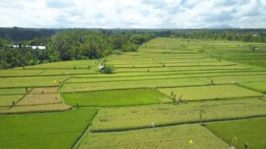 Anteni: Bostan korkuluklarının ve renkli bayraklar pirinç çeltik tarlaları yoğun yemyeşil yeşil orman içinde korumak. Güneşli kırsal Ubud, Bali, Endonezya geleneksel organik pirinç çiftlikte doğal pirinç ekimi