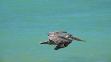Ağır çekim, kapatmak yukarıya: çarpıcı kahverengi Meksika Pelikan çırpma kanat uçan deniz yüzeyi, Yucatan Yarımadası Meksika kapatın. Güzel yabani kuş okyanus yukarıda gökyüzünde süzülen detay