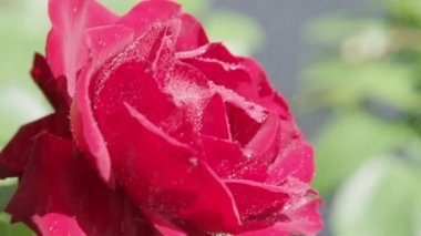 Havada uçan ve kırmızı kadife bırakarak yavaş hareket yakın kadar Dof küçük su damlacıkları çiçek gül. Su üzerinde güneşli günde gül çiçek çiçek açan güzel yağmur damlaları. Gül ile su püskürtme