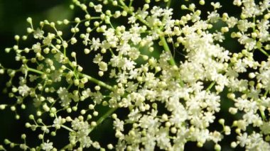 Ağır çekim Dof yakından: Oldukça güneşli günde mürver çiçekleri ve tomurcukları beyaz. Bahçede sıcak bahar gününde çiçek açan elderflower dal. Güneş çiçek açan nazik beyaz mürver çiçekleri