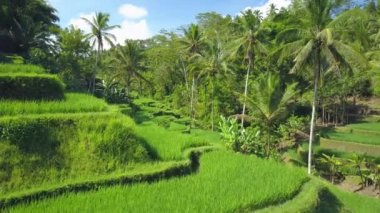 Hava kapatmak kadar uçan kapatmak dalgalı yeşil pirinç terasları ve Hindistan cevizi palmiye ağaçları Tegallalang, Bali, Endonezya bir tepe üzerinde yukarıda. Geleneksel pirinç büyüyen plantasyon alanda inanılmaz pirinç terasları
