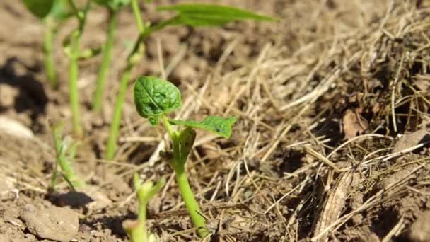 Zbliżenie Młodzi Bean Rośliny Wyrastające Suchej Gleby Ogrodzie Piękny Dzień — Wideo stockowe
