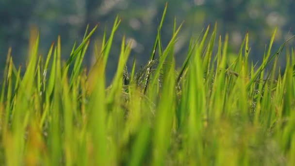 Low Motion Flose Dof Detalhe Espiga Arroz Topo Uma Planta — Vídeo de Stock