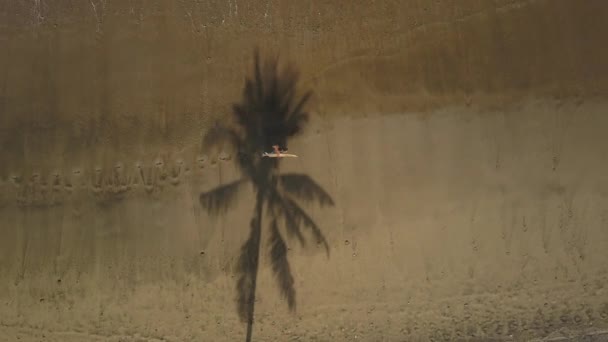 Aerial Top Політ Над Невпізнаваним Серфінгувачем Біжить Уздовж Красивого Тропічного — стокове відео