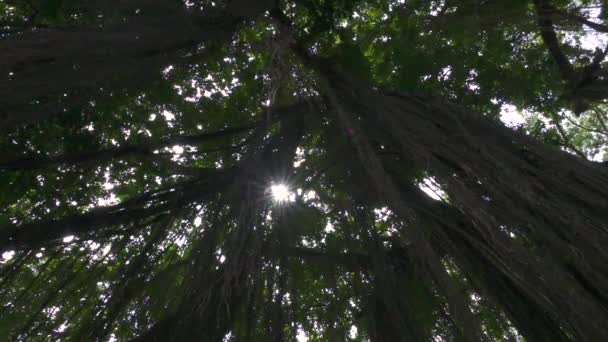 Niedrige Blickwinkel Nahaufnahme Dschungel Efeu Hängen Von Üppigen Baum Überwucherten — Stockvideo