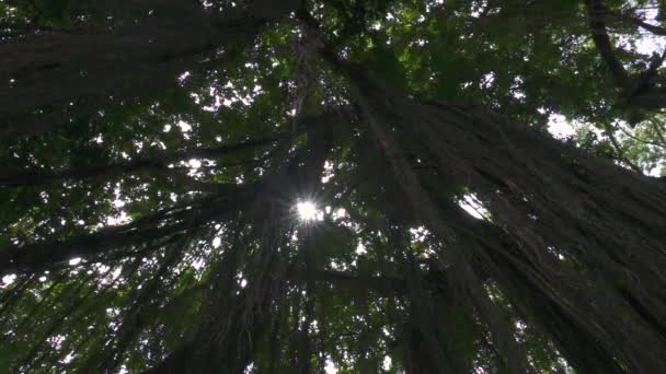 Bassa Vista Angolo Chiudi Giungla Edera Appesa Albero Rigoglioso Nella — Video Stock