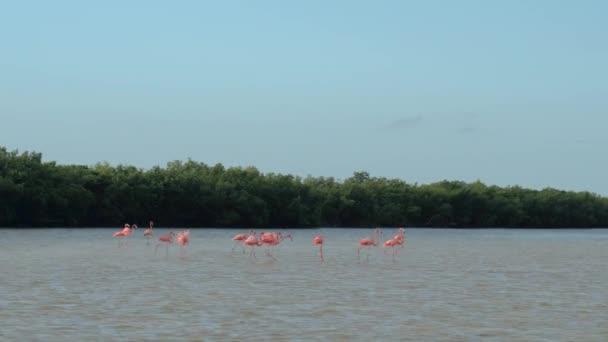Un groupe de flamants roses à la recherche de nourriture en eau peu profonde dans un marais de mangroves envahi par le soleil dans la lagune de Rio Lagartos, au Mexique. Flamants roses sauvages pataugeant dans un estuaire boueux mangeant des algues 