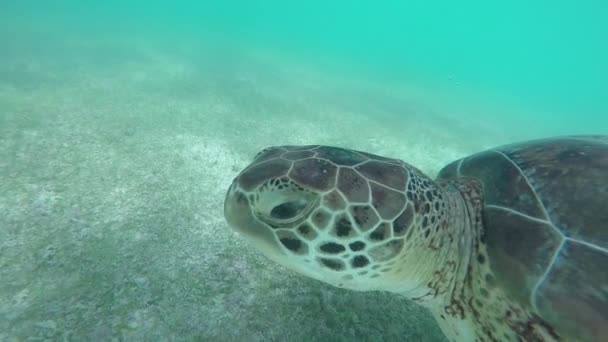 Onderwater Slowmotion Close Groene Zeeschildpad Zwemmen Kristalheldere Oceaan Lagune Zonnige — Stockvideo
