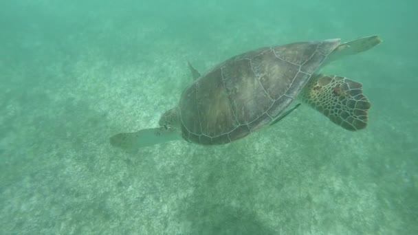 Underwater Slow Motion Close Green Sea Turtle Swimming Clear Ocean Video Clip