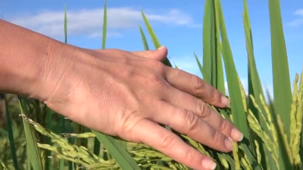 スローモーション クローズ アップ レンズ フレア 触れる美しい女性の手は豪華な黄金光日の出水稲します 成長するアジアの有機農場で稲作を Caressing 夕日に揺れる葉 — ストック動画
