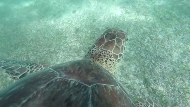 Unterwasser Zeitlupe Aus Nächster Nähe Grüne Meeresschildkröten Die Einer Klaren — Stockvideo