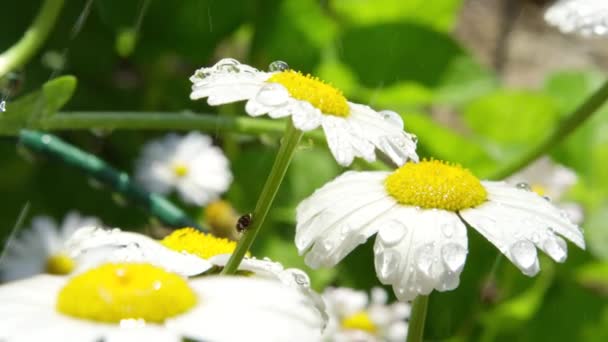 Zpomalené Detailní záběr Dof: Kapky vody čerstvý déšť prší na bílém sedmikráska květ na slunečný den. Kapky padající v kvetoucí na jaře. Malé kapičky vody umístíte na Bílá sedmikráska květ v oblasti louka