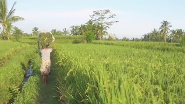 特写镜头 在巴厘岛阳光充足的传统有机农场稻田里干活的难以辨认的女人 女农民沿着稻田之间的小路走着 在金色的落日下收获 — 图库视频影像