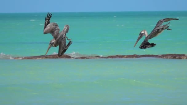 スローモーション クローズ アップ カモメを伴う空腹野生のペリカンは美しいエメラルド色の海 ユカタン半島 メキシコで魚を狩る ペリカンの食事をキャッチする水に急落空から降順 — ストック動画