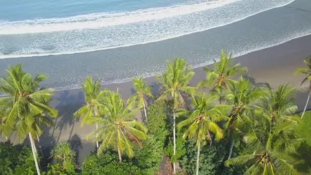 AÉRIAL, FERMER : Voler au-dessus de palmiers verts luxuriants poussant sur une île tropicale rêveuse au bord de la mer. Vagues océaniques mousseuses lavant plage de sable exotique. Superbe paysage côtier de Bali par une journée d'été ensoleillée dans la nature 