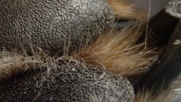 Close Macro Depth Field Detalhe Das Patas Peludas Cão Garras — Vídeo de Stock