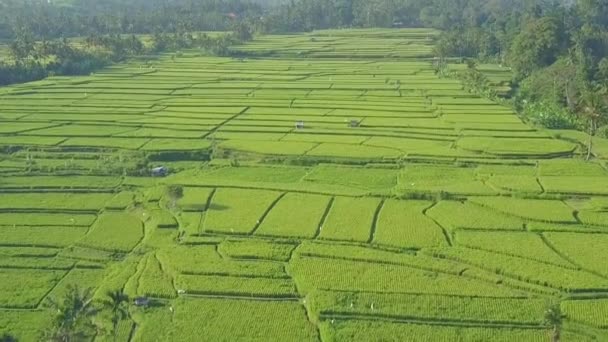 Efecto Vertigo Aerial Increíbles Arrozales Hermosa Plantación Agrícola Verde Bosque — Vídeo de stock