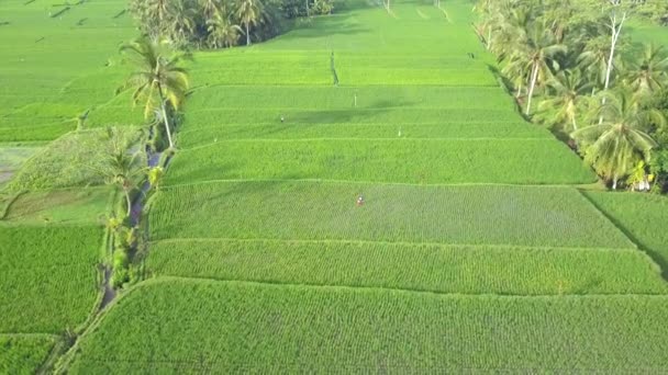 Aerial Balinese Farmers Working Green Rice Paddy Field Sunny Summer — Stock Video