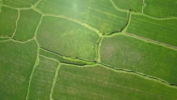Aerial Top Flying Beautiful Irrigated Rice Paddy Lush Green Palm — Stock Video