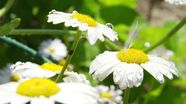 Ağır Çekim Dof Yakından Taze Yağmur Suyu Beyaz Papatya Çiçek — Stok video