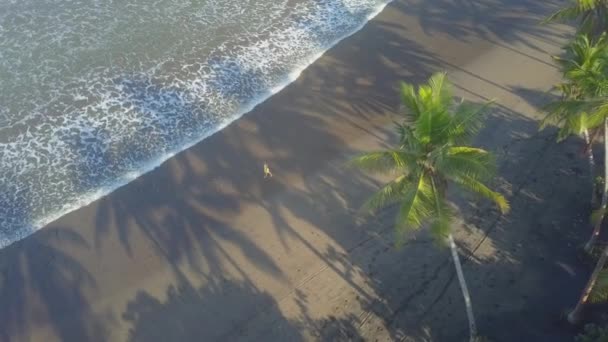 Hava Yemyeşil Yeşil Palmiye Ağaçları Ile Volkanik Kum Plaj Boyunca — Stok video