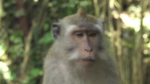 亲密模糊的焦点肖像美丽的野生巴厘岛猴子在自然栖息地 巴厘岛猴林乌布一脸毛茸茸可爱的长尾猕猴 丛林中的马卡灵长类动物 — 图库视频影像