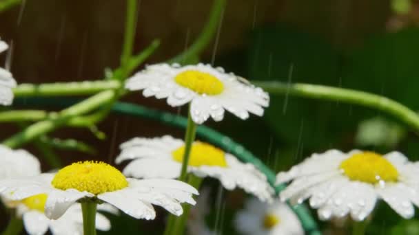 Slow Motion Närbild Dof Färskt Regnvatten Droppar Regnar Vita Prästkrage — Stockvideo