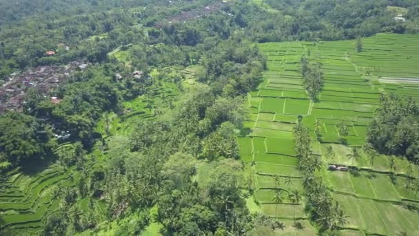 Aerial Voando Acima Belos Terraços Arroz Campos Arroz Exuberante Selva — Vídeo de Stock