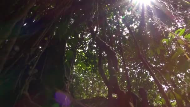 低角度のビュー クローズ アップ モンキー フォレスト ウブド バリ島で草に覆われた原始ジャングルの緑豊かな緑の冠に到達する木の幹を登っての木質のつる植物を根ざしています 葉のレースを通して輝く太陽光線 — ストック動画