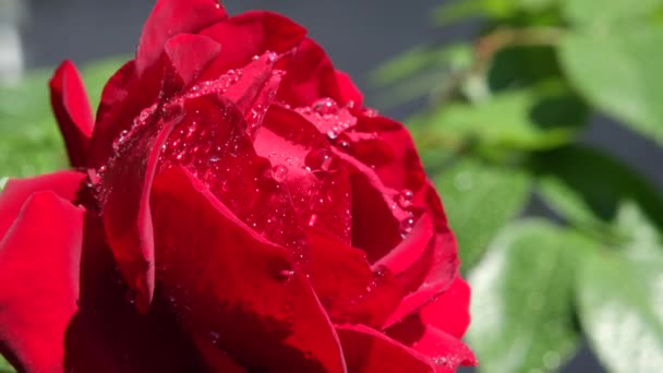 Movimiento Lento Cerrar Dof Gotas Agua Lluvia Fresca Hermosa Flor — Vídeos de Stock