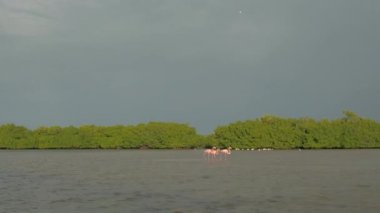 Yakın: Pembe Amerikan flamingolar güneşli Rio Lagartos lagün, Meksika içinde büyümüş mangrov bataklık sığ suda yiyecek arayan bir grup. Vahşi flamingoları çamurlu bir nehirde güneş doğarken gölet ve göllerde