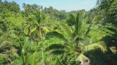 Hava yakın: dalgalı yeşil pirinç terasları ve Hindistan cevizi palmiye ağaçları arasında Tegallalang, Bali, Endonezya bir tepe üzerinde uçan. Pirinç büyüyen geleneksel tarım alanları üzerinde çarpıcı pirinç terasları